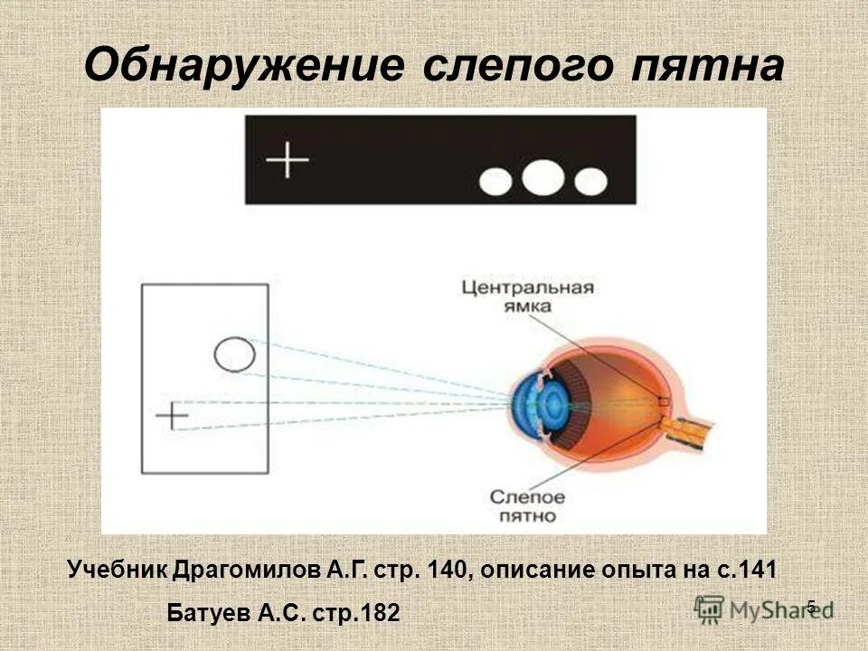 Функции слепого пятна глаза. Обнаружение слепого пятна. Слепое пятно опыт. Выявление слепого пятна на сетчатке. Обнаружение слепого пятна сетчатки глаза.