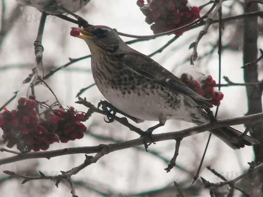 Зимние птицы башкортостана. Дрозды в башкортостане. Дрозд свиристель крымский. Зимородок в башкирии. Зимние птицы башкирии.