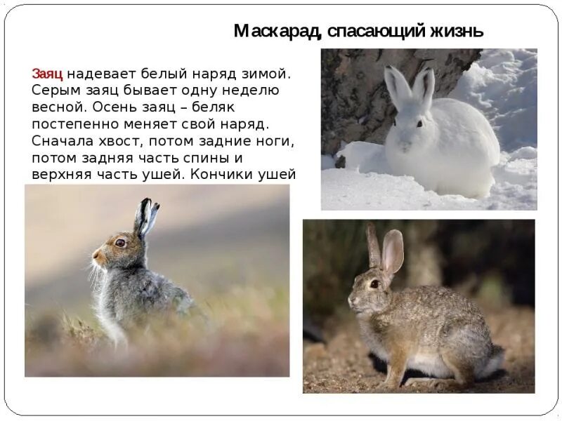 Различие зайца и белки. Заяц весной. Заяц зимой и летом. Заяц меняет. Заяц готовится к зиме.
