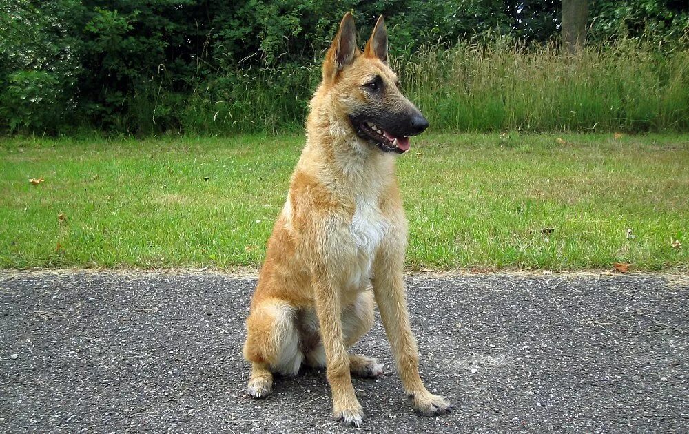 лакенуа. бельгийская овчарка малинуа. лакенуа порода собак. бельгийская овчарка лакенуа стандарт. лакенуа овчарка.