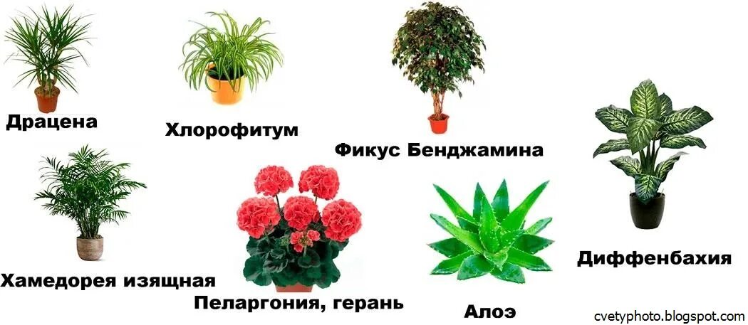 Разновидности комнатных растений. Комнатные растения названия. Название домашних цветов. Комнатные растения картинки.