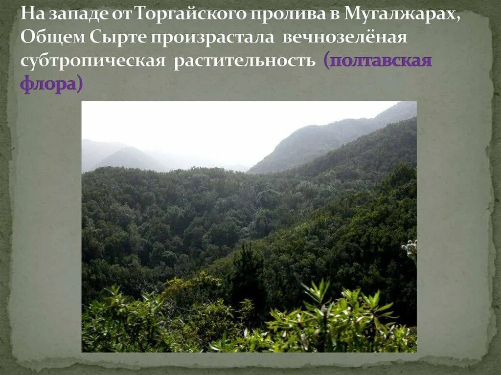Растительность жестколистных вечнозеленых лесов. Субтропические жестколистные леса и кустарники. Жестколистные вечнозеленые леса африки. Субтропические леса и кустарники. Природные зоны субтропического пояса.