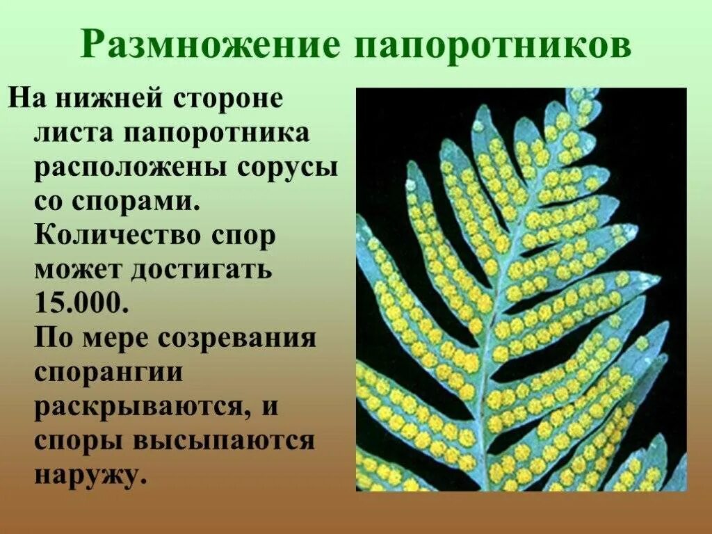Как осуществляется процесс размножения папоротников. Папоротниковидные плауновидные хвощевидные. вегетативное размножение папоротника. строение папоротника спорангии. спорангии папоротники в биологии 5 класс.