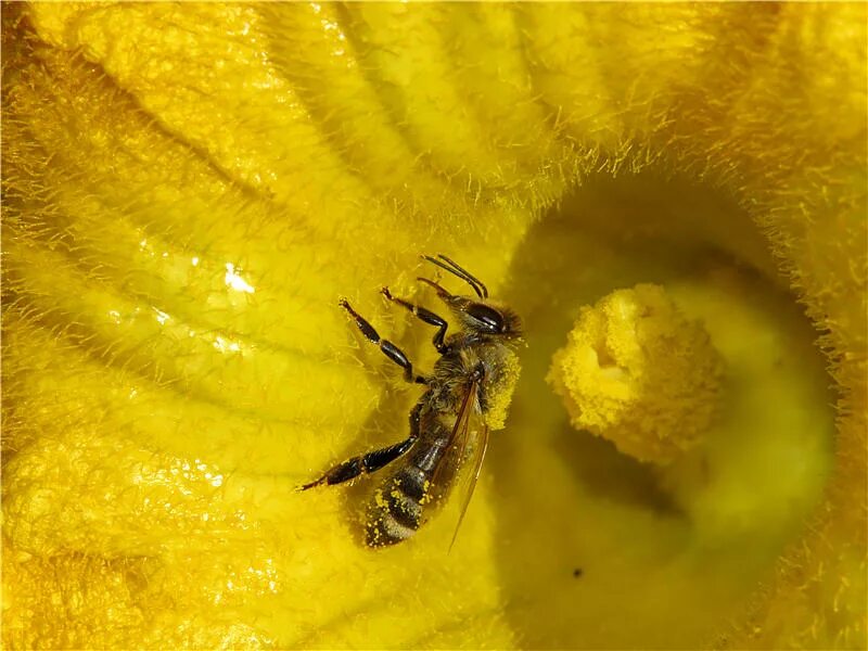 пчелы информация между пчёлами. загадка про пчелу для детей. задачи для проекта про пчёл. задача из древнего индийского трактата если 1/5 пчелиного роя. пчелы на цветах тыквы.