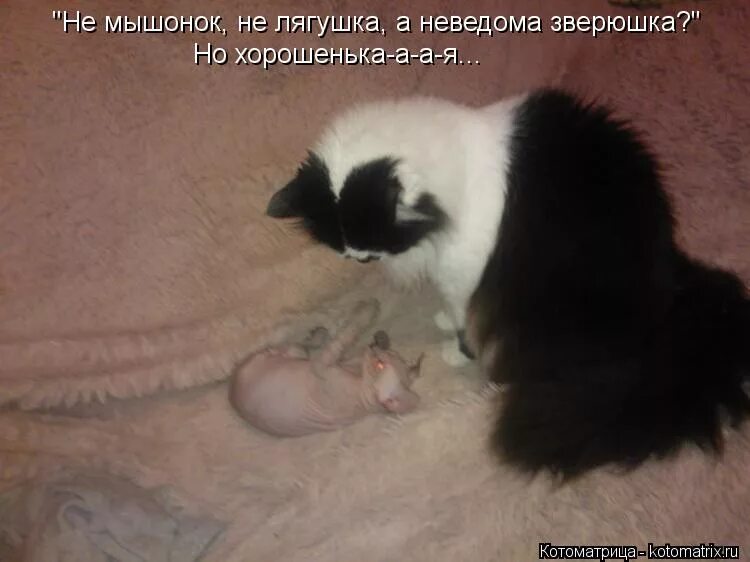 Не лягушку а неведому зверюшку