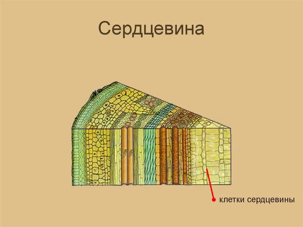 Строение сердцевины 6 класс. Строение камбий стебля ткань. Сердцевина представлена клетками. Внутреннее строение древесного стебля схема. Сердцевина представлена клетками.