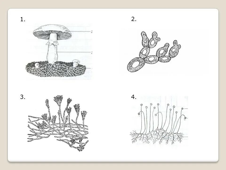 Определите плесневый гриб. Строение гриба мукора. Схема грибы плесневые дрожжи и. Строение мицелия мукора. Строение плесневого гриба мукора.