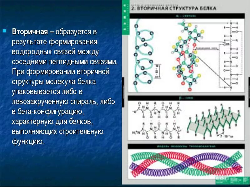 Строение вторичной структуры белка. Вторичная структура белка образуется. Водородные связи во вторичной структуре белка. Вторичная структура белков бета структура. Связи в белковой молекуле