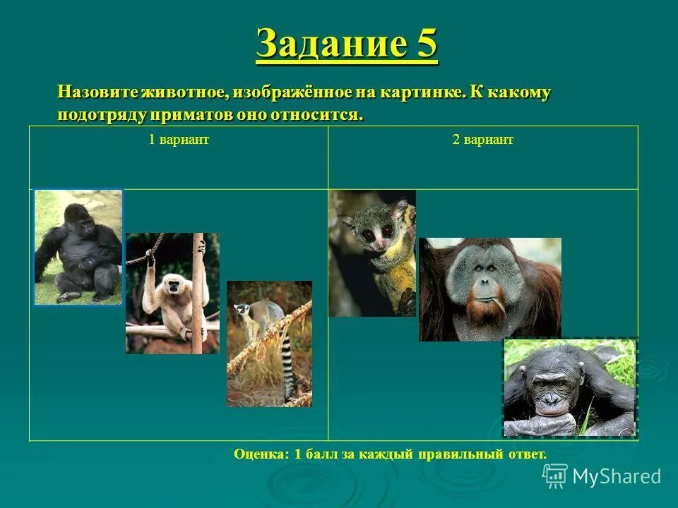 Приматы произошли от млекопитающих. Отряд приматы. к отряду приматы относятся. животные относящиеся к приматам. к отряду приматов принадлежат.
