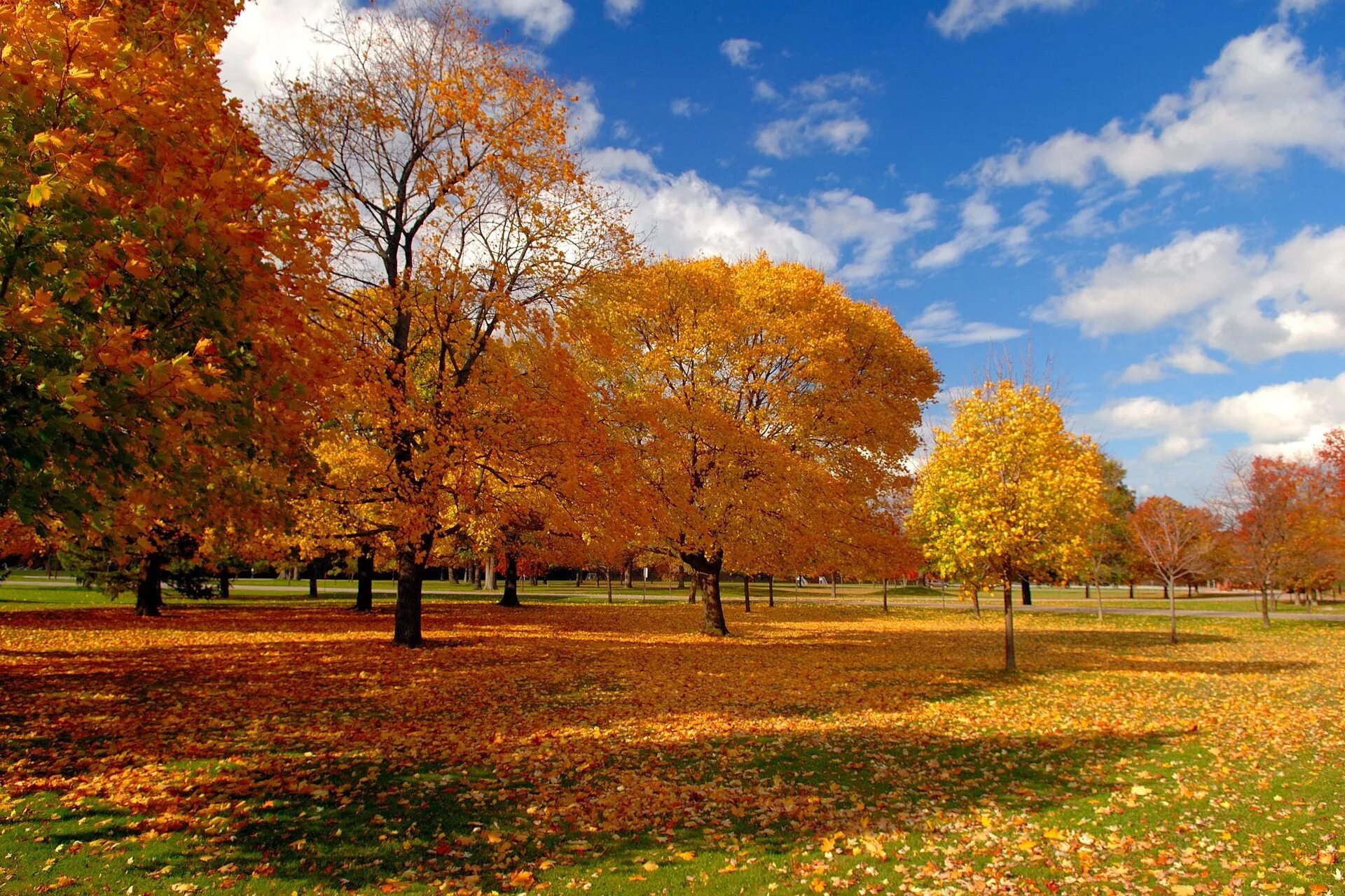Золотая осень деревья парк. Осенняя природа. Осенний парк. Природа осень.