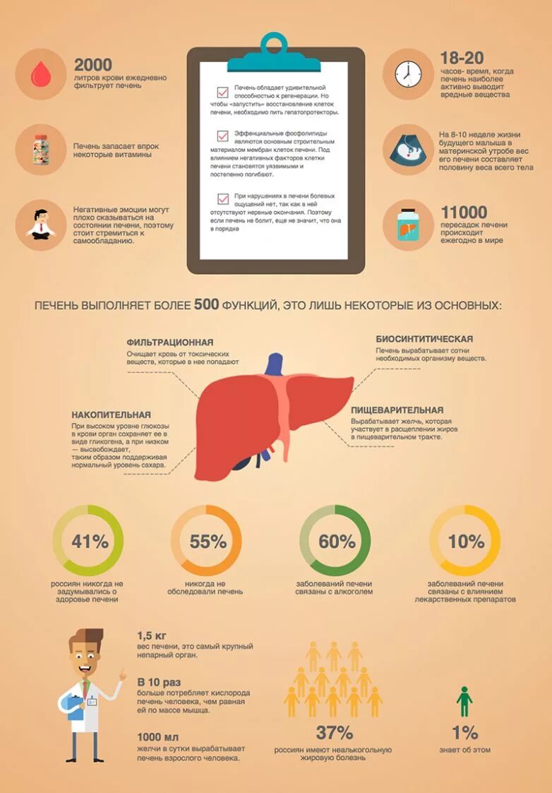 Как таблетки влияют на печень. Печень инфографика. Польза печени. Печень полезна для организма. Чем полезна печень.