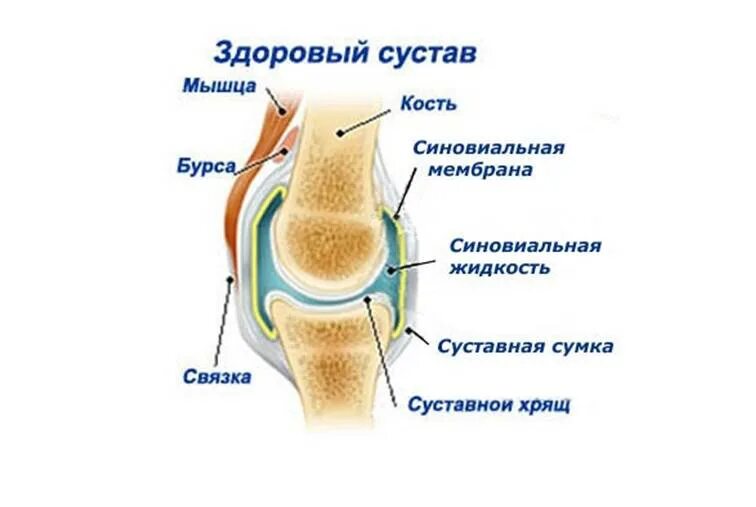 Суставная сумка коленного сустава. Коленный сустав анатомия строение. Коленный сустав анатомия строение рисунок. Строение коленного сустава биология. Схема строения коленного сустава человека биология.