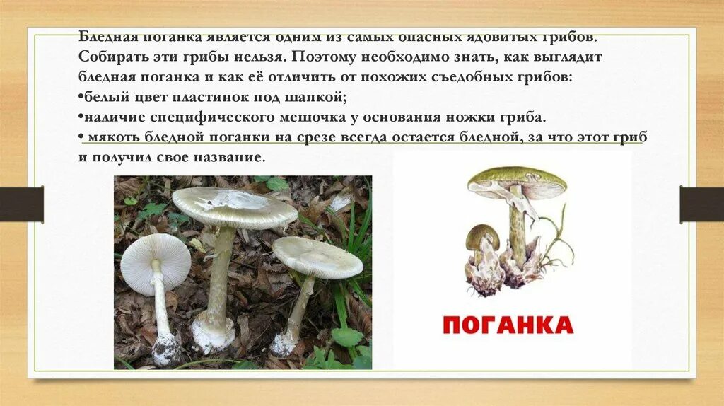 Как отличить поганку от шампиньона