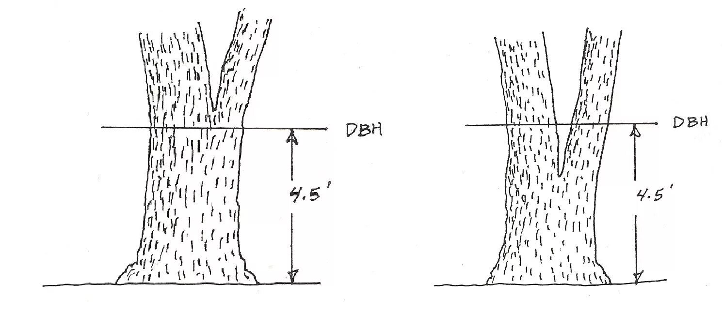 Измерение диаметра дерева. Измерение диаметра ствола дерева. Замер диаметра ствола дерева. Как замерить диаметр дерева.
