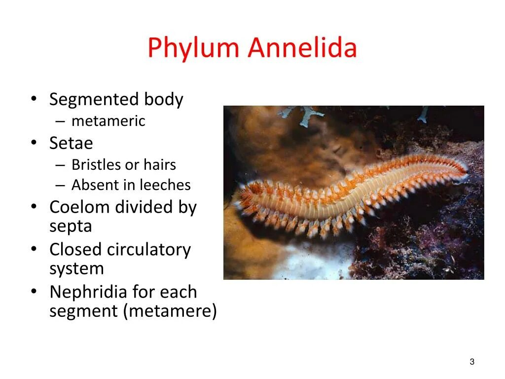 Annelids мод