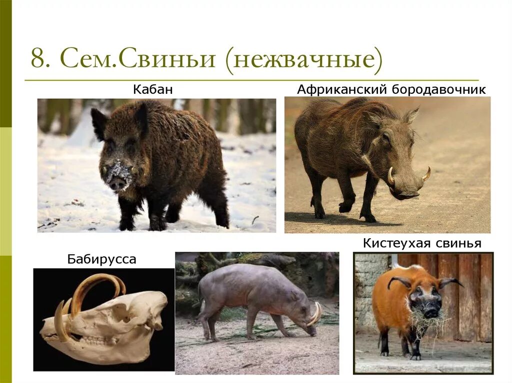 Кабан и свинья. Чем отличается кабан. Помесь домашней свиньи с диким кабаном. Свинья и кабан разница. Чем отличается кабан.