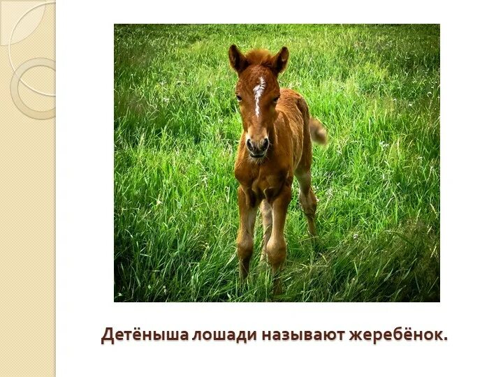 Детеныш лошади как называется. Кличка жеребенка. детёныш лошади как называется. как можно назвать жеребенка. клички животных жеребенок.