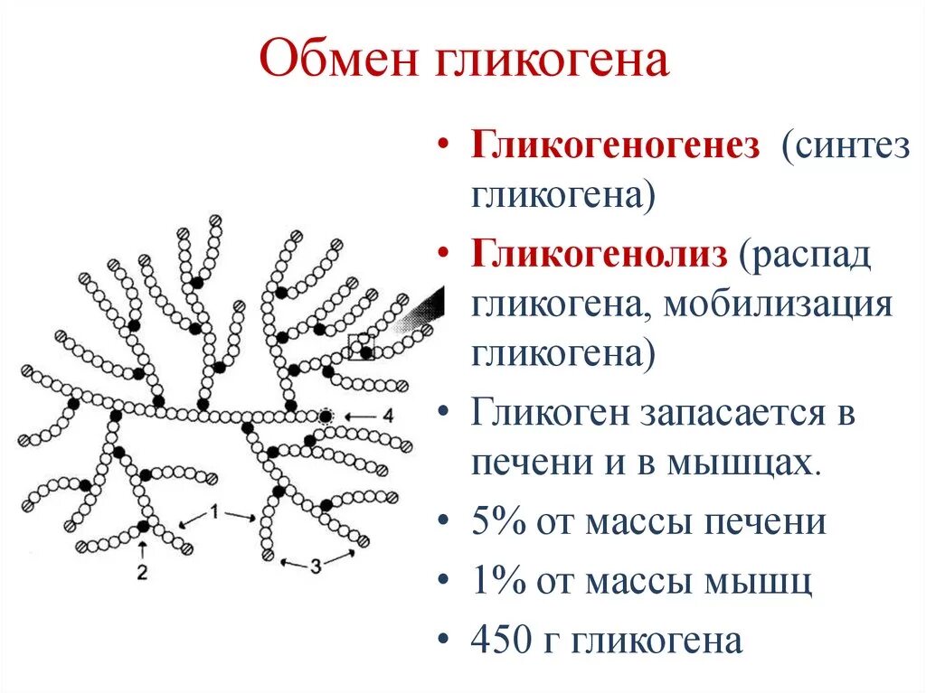 Гликоген функции. Гликоген функции