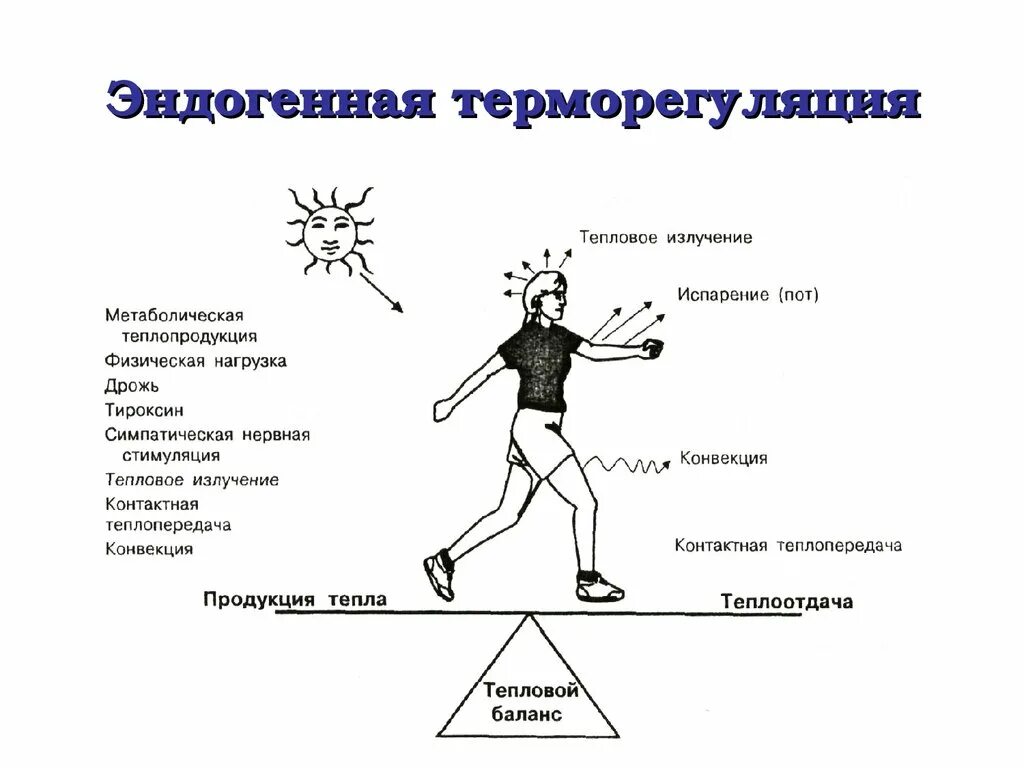 Температура тела после физических нагрузок. Тепловой баланс тела человека. Тепловой баланс организма физиология. Тепловой баланс человека с окружающей средой. Терморегуляция человека.