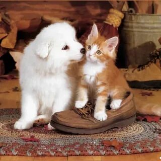 Сонник собака котята