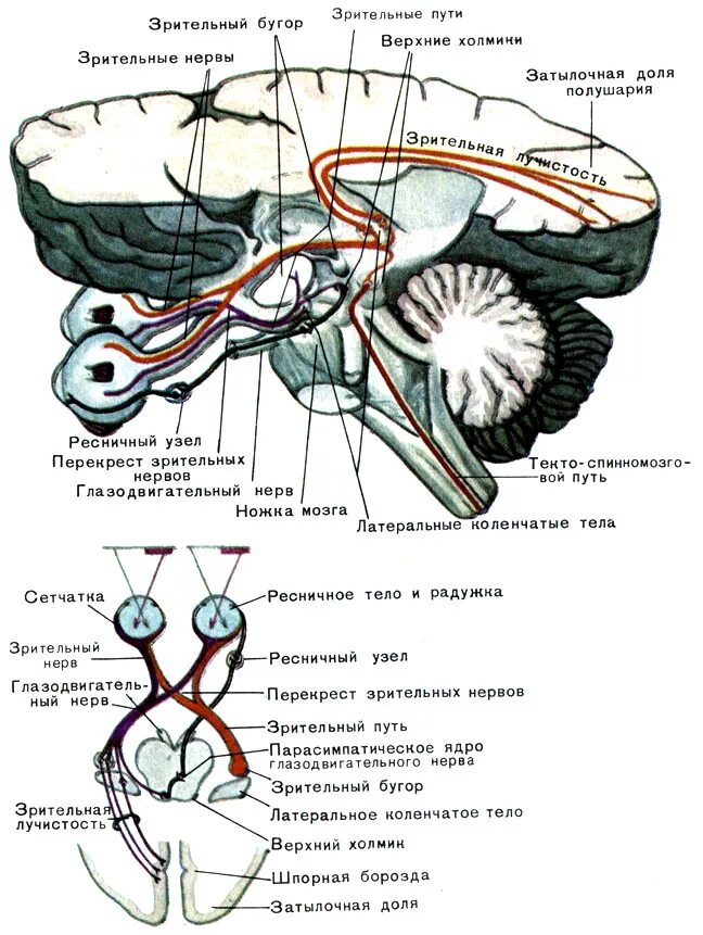 Зрительный нерв в головном мозге. Путь зрительного нерва схема. Проводящий путь зрительного анализатора схема анатомия. Зрительный Перекрест схема. Проводящий путь зрительного анализатора латынь.
