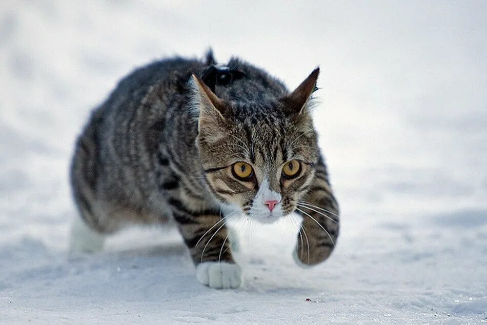 Кота ушел зимой. Кот в снегу. кошка зима. коты зимой. кот крадется.