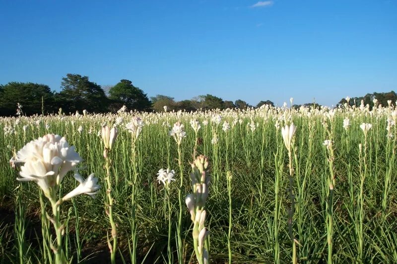 Tuberose. Тубероза (полиантес клубненосный). Тубероза (Polianthes tuberosa). Полиантес Тубероза Сенсейшн. Тубероза Жемчужина.