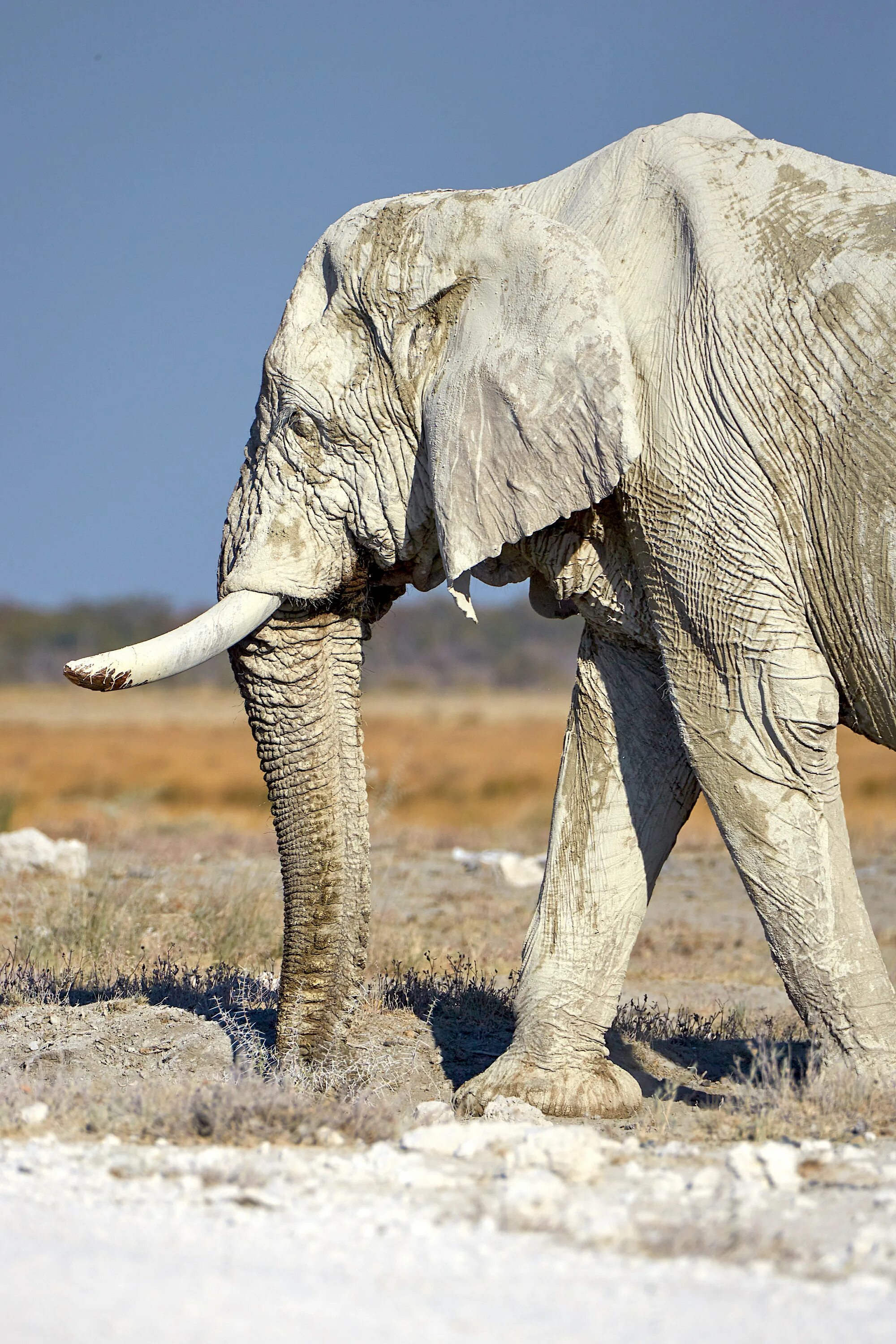 9 elephants