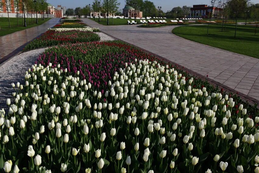 Парк Царицыно тюльпаны цветение. Царицыно в Москве цветение тюльпанов. Парк Царицыно в Москве тюльпаны расцвели. Тюльпаны в Царицыно весной.
