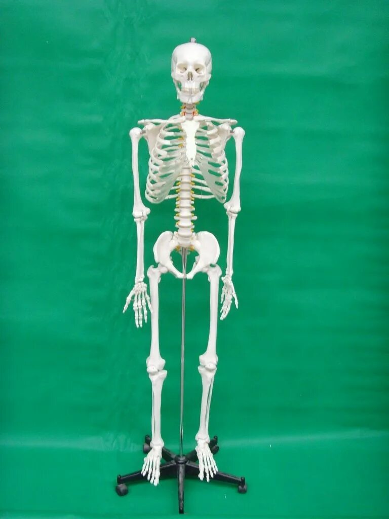 Люди скелеты живые. Скелет человека. Каркас человеческого тела. Скелет из пластика.