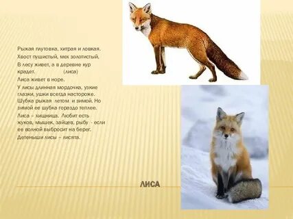 Сколько лисе