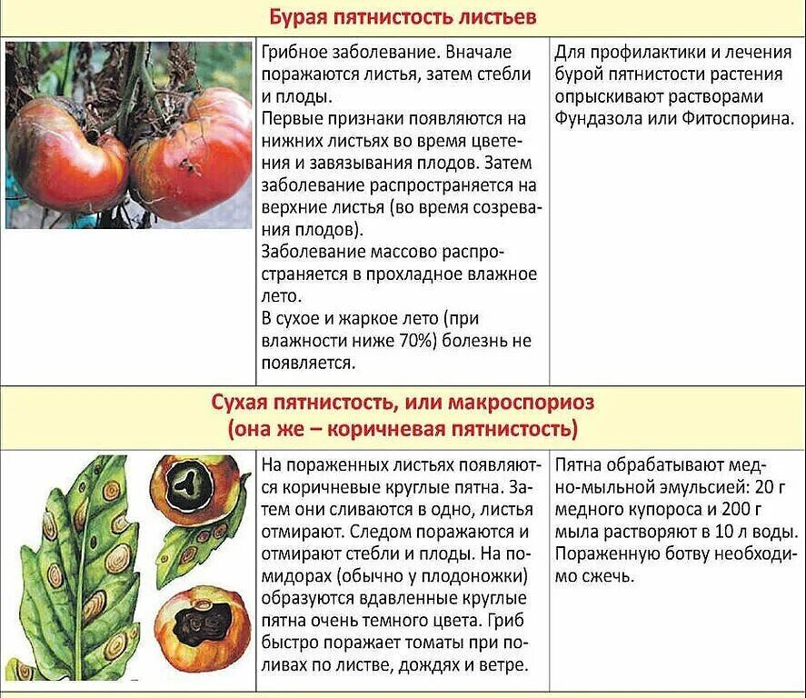 Какие болезни томатов