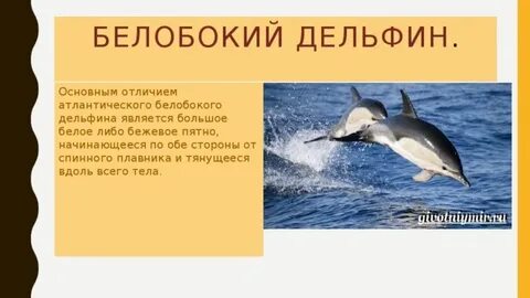 Почему дельфины в красной книге