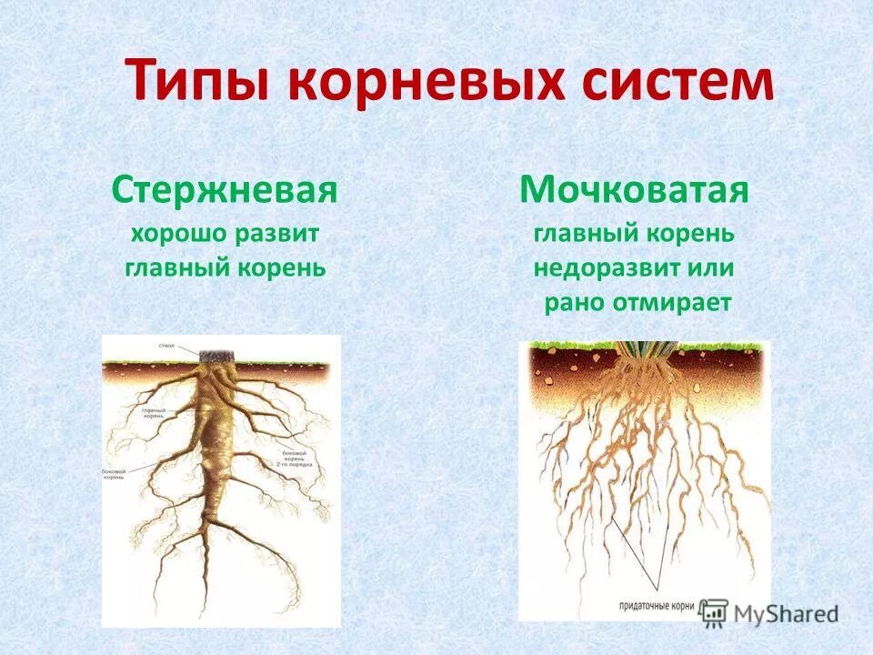 Главный корень зародыша развивается. Мочковатая корневая система это в биологии 6 класс. Стержневая мочковая система корны. Корневая система растений 6 класс биология. Корневая система 6 класс биология.