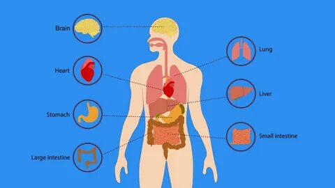 Кисть печень и сердце на теле человека