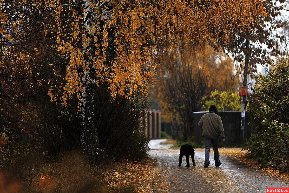 Осенний город. Осенний дождь. Дождливая осень. Природа дождь. Моросит по осеннему.
