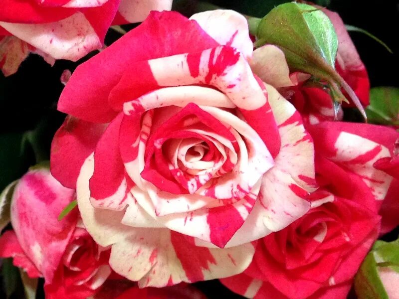 Роза миниатюрная файер воркс. Сорт розы файер воркс. Роза спрей рубелла. Фаер воркс. Роза миниатюрная файер воркс.