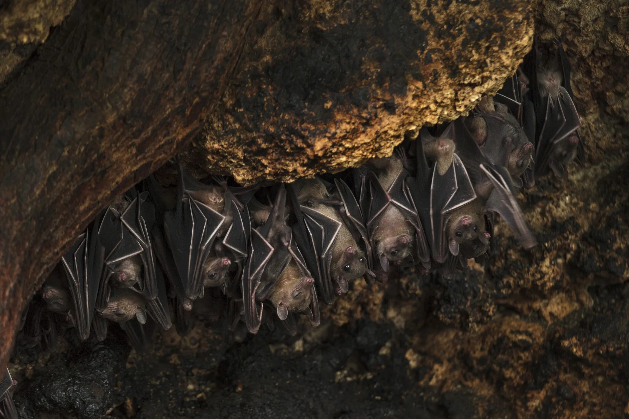 Рукокрылые летучие мыши. Чинцов летучие мыши читать. Летающая мышь. Летучие мыши в пещере. Копьенос летучая мышь.
