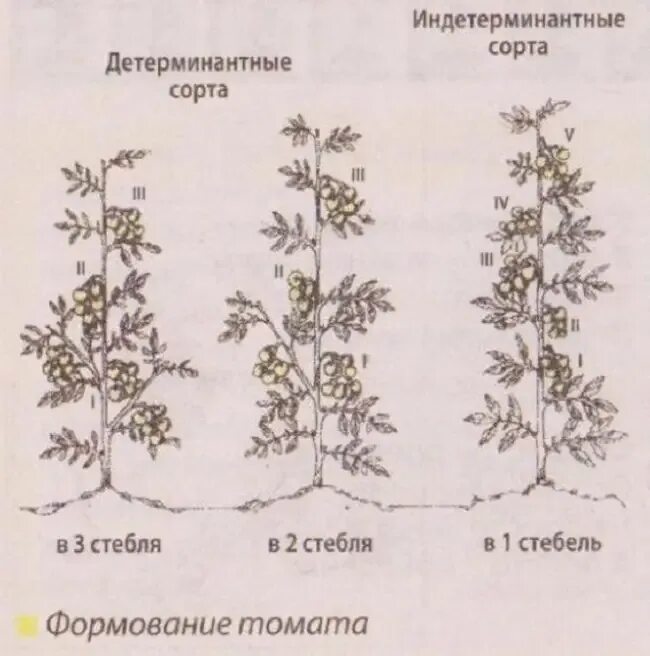 Индетерминантный сорт томатов что это значит. Детерминантный сорт томатов пасынкование. индетерминантный томат высота куста. томат индетерминантный формирование куста. формировка детерминантных томатов.