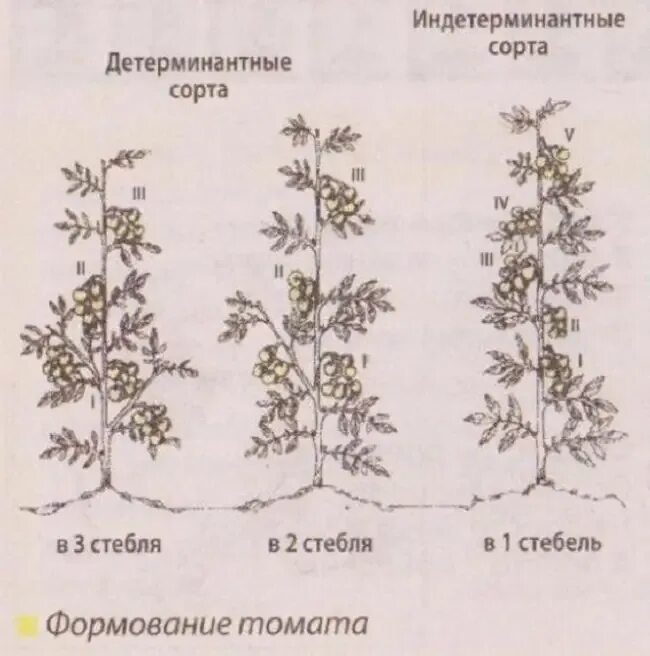 Сколько растут томаты. Детерминантный сорт томатов пасынкование. Индетерминантный томат высота куста. Томат индетерминантный формирование куста. Формировка детерминантных томатов.