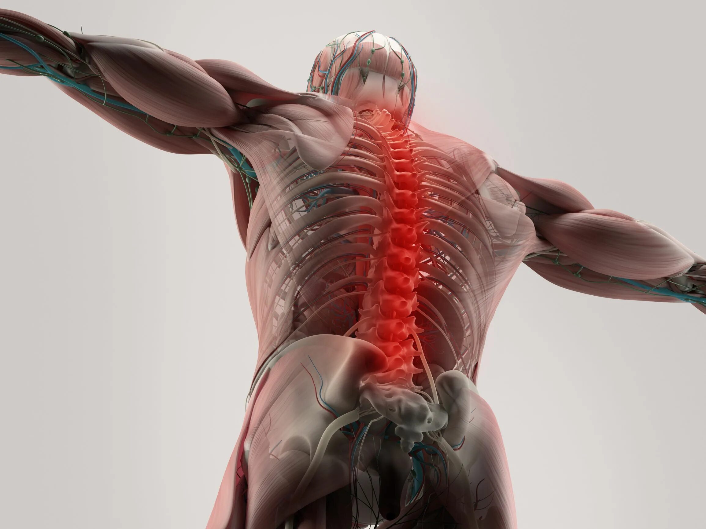 Мышечный скелет спины. Спина позвоночник анатомия. Позвоночник человека с мышцами.