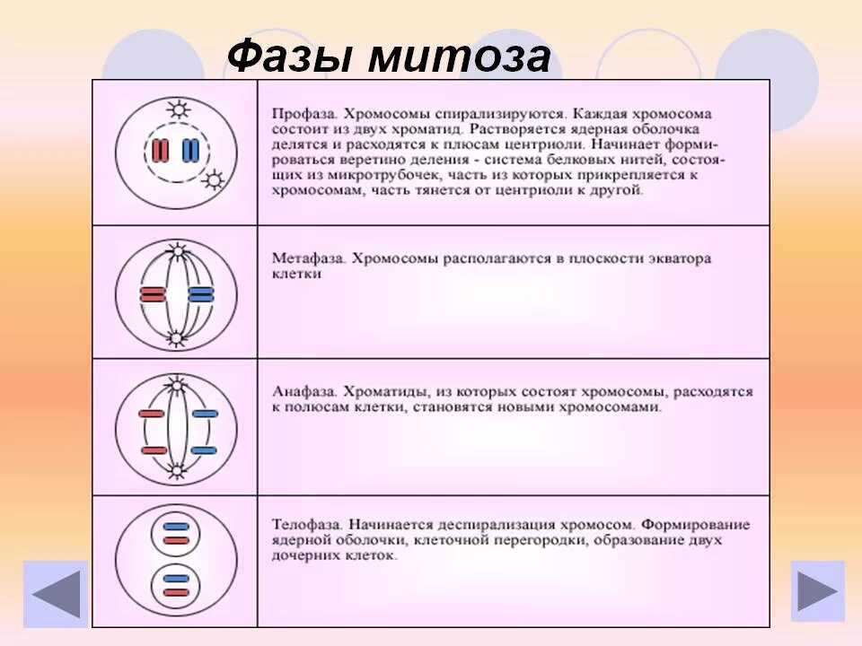 Описание профазы 2