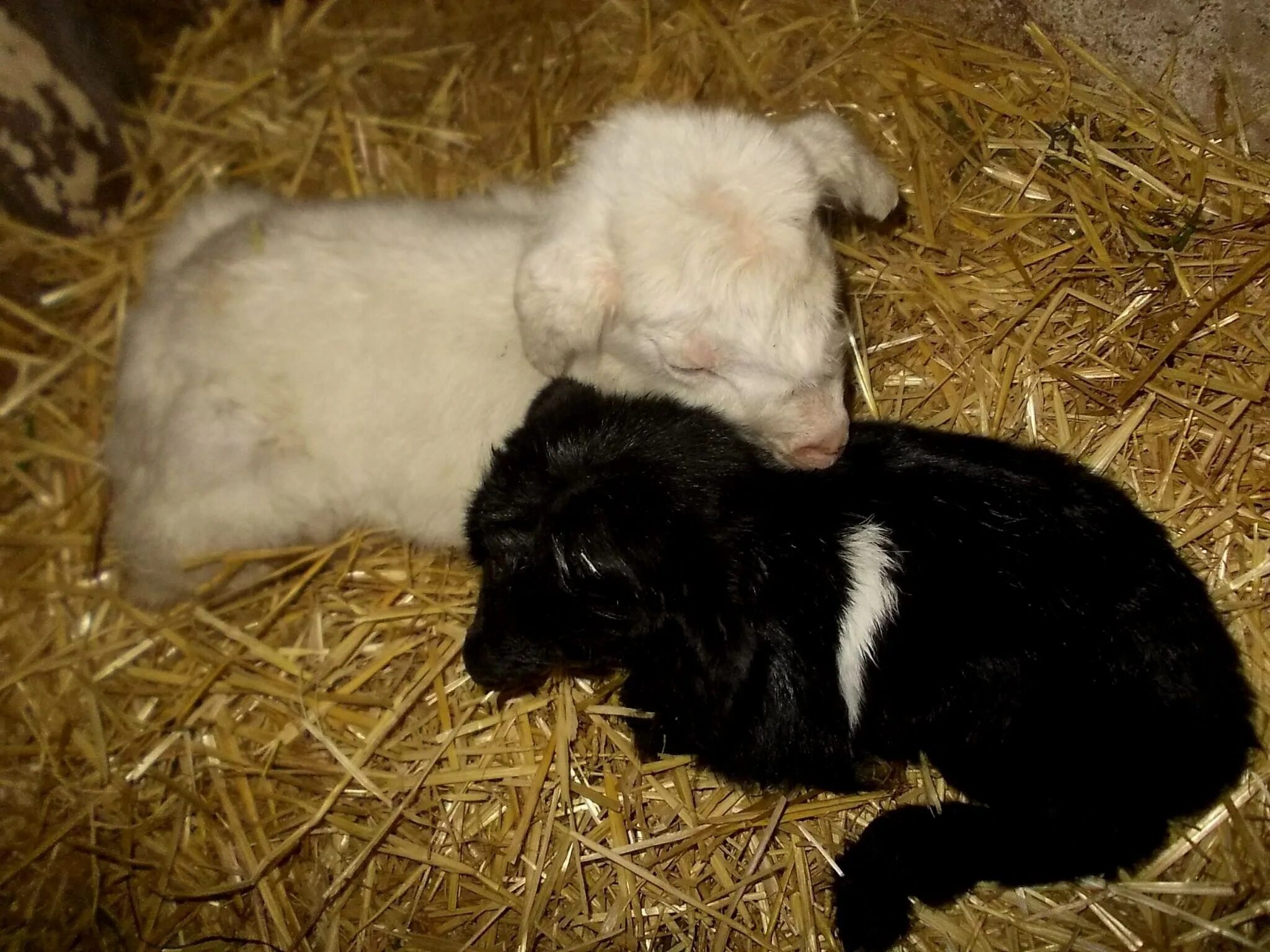 Новорожденный козлик. Коза домашняя. Еощлята новорржденные. Недельные козлята. Новорожденные козлята.