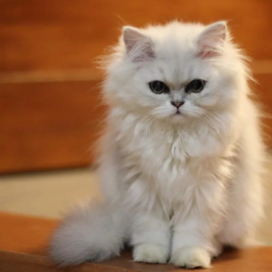 Персидская шиншилла котята Foto-Gadanie.ru