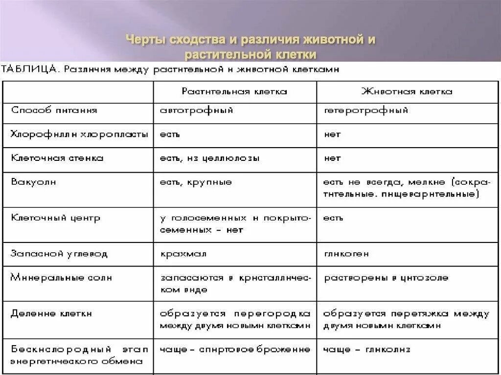 Сходство и различие клеток растений. Таблица 1. растительная клетка животная клетка сходства различия. Таблица признак сравнения растительная клетка животная клетка. Различия строения клетки животных и клетки растений. Строение растительной клетки и животной клетки сходства и различия.