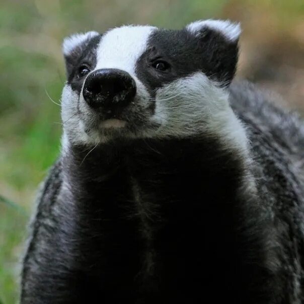 Тихо в лесу только не спит барсук. Тихо в лесу барсук. Тихо в лесу барсук. Тихо в лесу барсук. Барсук рисунок смешной.