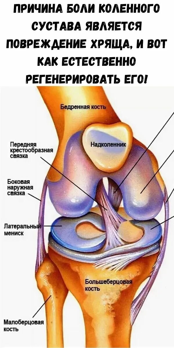 Повреждение хряща коленного сустава ответы нмо