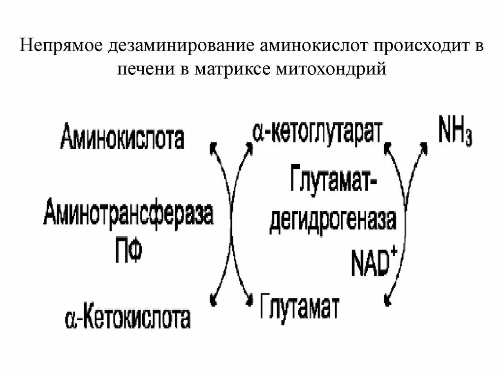 Дезаминирование Серина. Прямое неокислительное дезаминирование Серина. Дезаминирование треонина реакция. Дезаминирование гистидина реакция.