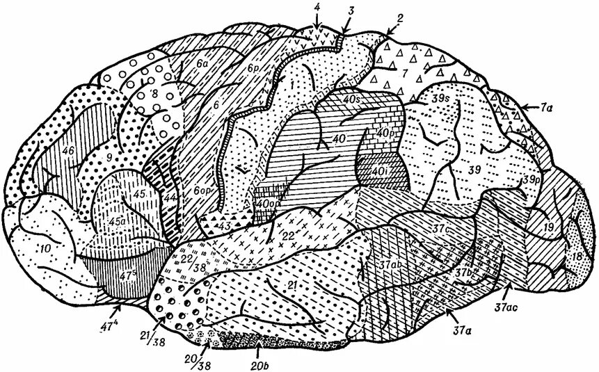 архитектоника мозга