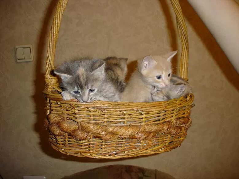 котята даром набережные челны 2021. котята в добрые руки мытищи бесплатно. взять котика в добрые руки в родниках маленьких бесплатно. котята в добрые руки мытищи. котята в добрые руки обнинск.